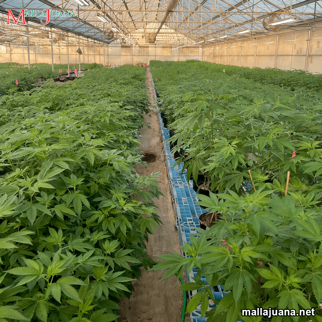 Diferencias Entre Los Métodos De SOG (Sea Of Green) Y SCROG (Screen Of ...