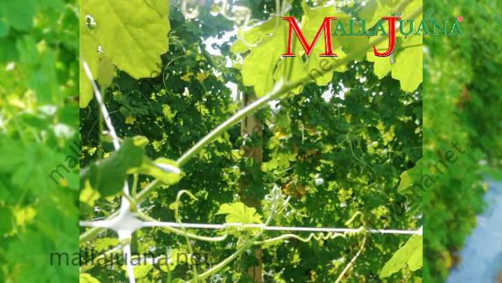 Bitter melon cultivation supported vertically with MALLAJUANA trellis net