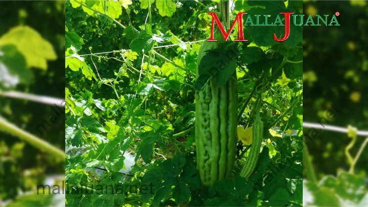 Bitter melon vertical cultivation with MALLAJUANA support system