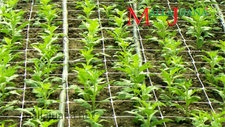 Carnations cultivation fertigation and MALLAJUANA