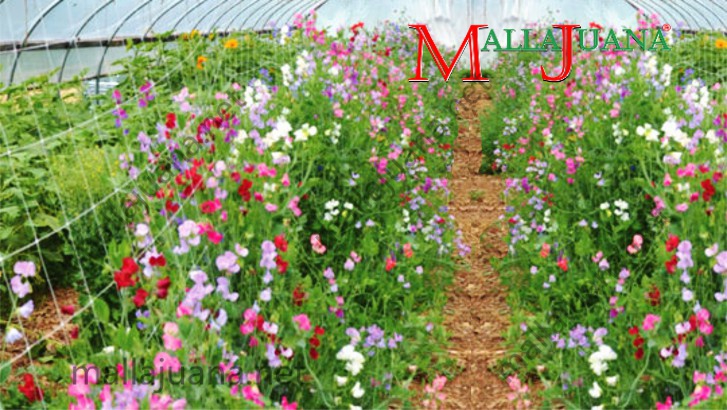 Flowers production for ornamental with MALLAJUANA support at high tunnel
