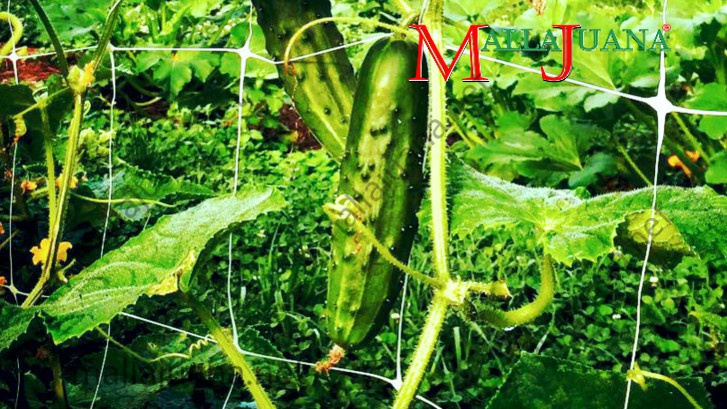 Cucumber on MALLAJUANA trellis net