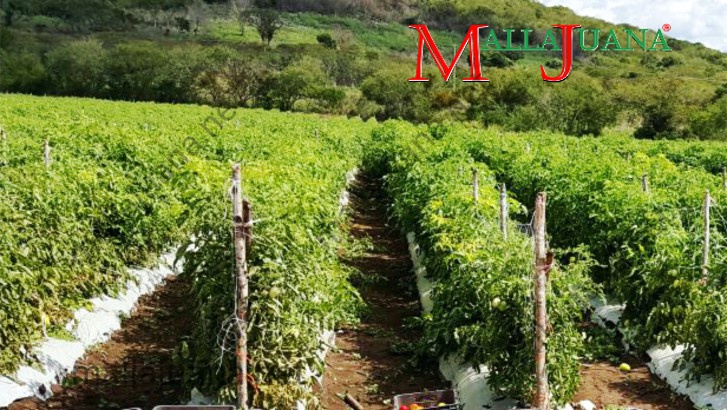 Tomatoes cultivation in open field with MALLAJUANA trellis support
