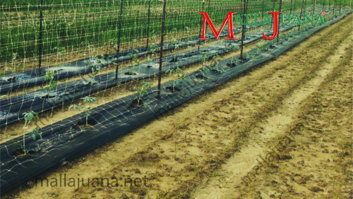 Tomatoes cultivation with MALLAJUANA tutoring system