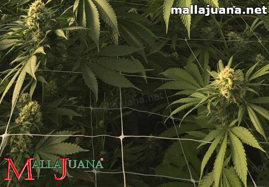 Mallajuana support netting on cannabis crops