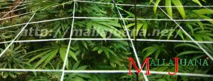 SCROG SOG
